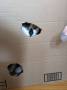 cat:boxes.jpg