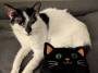cat:pxl_20260325_024925067_copy.jpg