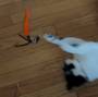 cat:worm2.jpg