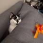 cat:feather.jpg